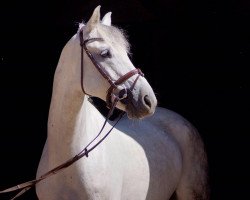 jumper I'm Infinity (Oldenburg show jumper, 2008, from Incolor)