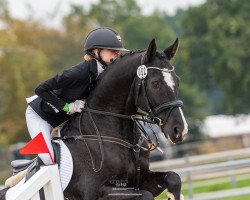 Springpferd Leo vom Wurzeldeich (Rheinländer, 2007, von Lord Lancer)