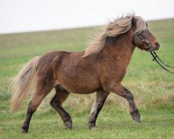 stallion Kara's Timekeeper (American Classic Shetler. Pony, 2006, from Timeplace II)