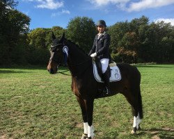 dressage horse Chaconteur (Hanoverian, 2004, from Conteur)