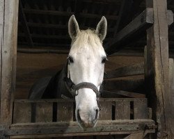 horse Focus 39 (German Sport Horse, 2003, from Festival Westfalia)