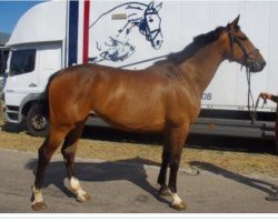 jumper Diablo D (KWPN (Royal Dutch Sporthorse), 2008, from Wonder Boy)