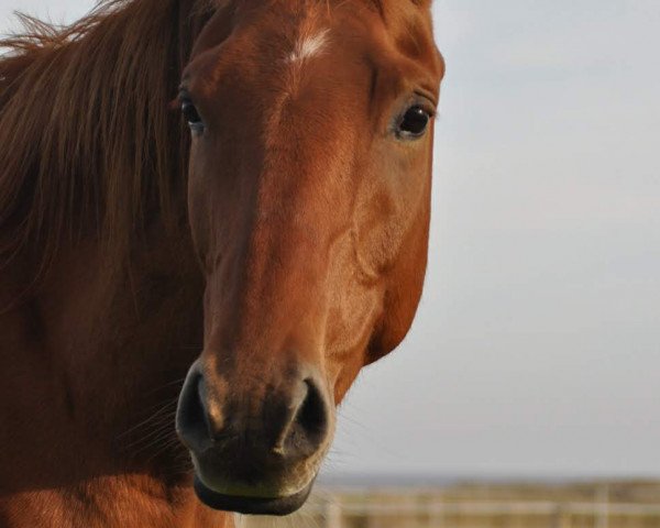 horse Jimmy (Pinto / Pleasure, 2014, from Shagar)