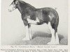 Zuchtstute Milton Classic Lady (Clydesdale, 1948, von Classic 24116)