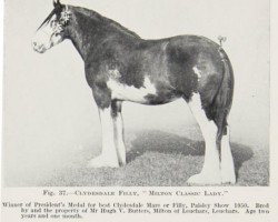 broodmare Milton Classic Lady (Clydesdale, 1948, from Classic 24116)