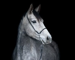 broodmare Liesa Lustig (Hanoverian, 2014, from Levistano)