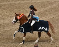 Springpferd Manolito (Deutsches Reitpony, 2006, von Mac Namara)