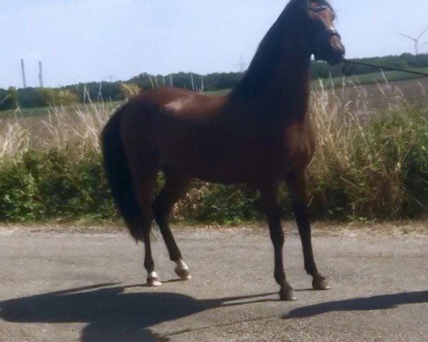 broodmare Diva de la Rosé (German Riding Pony, 2011, from Davenport II)