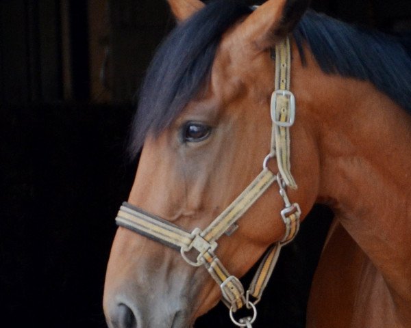 dressage horse Princess Lola (unknown, 2011)