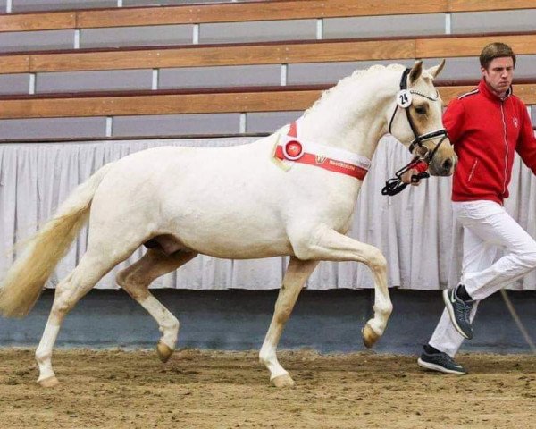 stallion FS New Chance (German Riding Pony, 2018, from Fs Numero Uno)