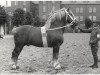 stallion Blanko av Bjertorp (Arden, 1920, from Parfait de Petit-Chassart)