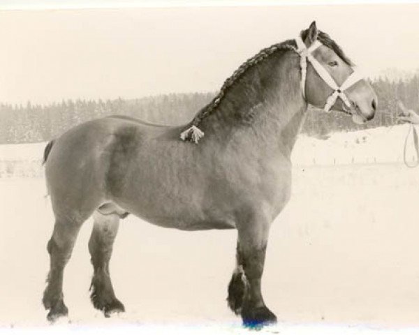 stallion Rocént (Arden, 1960, from Royal av Assmåsa)