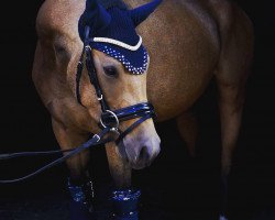 Zuchtstute Dance Star's Golden Sun (Deutsches Reitpony, 2016, von Dance Star AT)