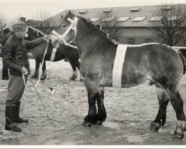 stallion Royal av Assmåsa (Arden, 1950, from Korpral av Assmåsa)