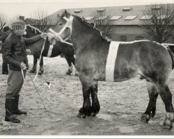 Deckhengst Royal av Assmåsa (Ardenner, 1950, von Korpral av Assmåsa)