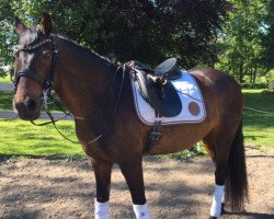 broodmare Flicka (Welsh-Cob (Sek. C), 1997, from Hondsrug Don Gregory)