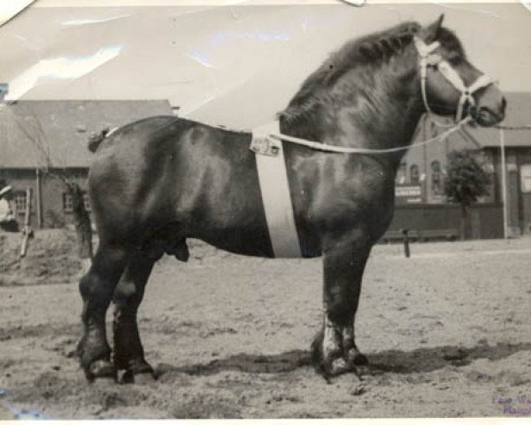 stallion Gascon d'Oultre (Belgian Ardennes, 1925, from Gascon de Montigny BS 23/3810)