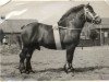 stallion Gascon d'Oultre (Belgian Ardennes, 1925, from Gascon de Montigny BS 23/3810)