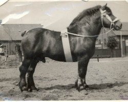 Deckhengst Gascon d'Oultre (Belgischer Ardenner, 1925, von Gascon de Montigny BS 23/3810)