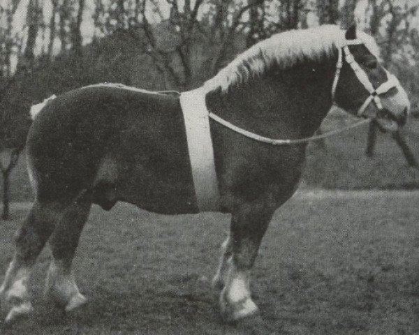 stallion Paul van Luntershoek (Dutch Heavy Draft, 1934, from Avenir)