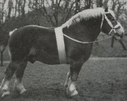 Deckhengst Paul van Luntershoek (Niederländisches Kaltblut, 1934, von Avenir)