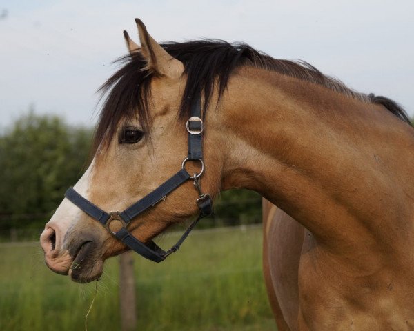 broodmare CW Charliz (German Riding Pony, 2014, from Cartier Deluxe)