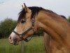 broodmare CW Charliz (German Riding Pony, 2014, from Cartier de Deluxe)