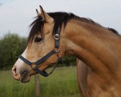 broodmare CW Charliz (German Riding Pony, 2014, from Cartier de Deluxe)