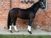 dressage horse Lord's Pleasure (German Sport Horse, 2008, from Lord Fantastic)