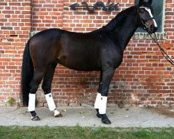 dressage horse Lord's Pleasure (German Sport Horse, 2008, from Lord Fantastic)