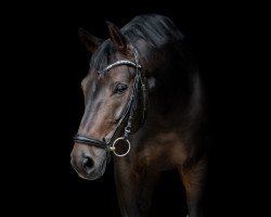 dressage horse Fayonne (Westphalian, 2010, from Fifty Cent)