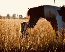 dressage horse Schecky (Pinto / Pony, 2003)