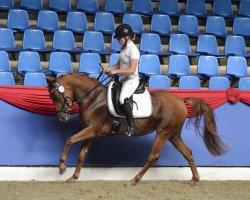 broodmare Dear Darlin'MR (German Riding Pony, 2015, from Dimension AT NRW)