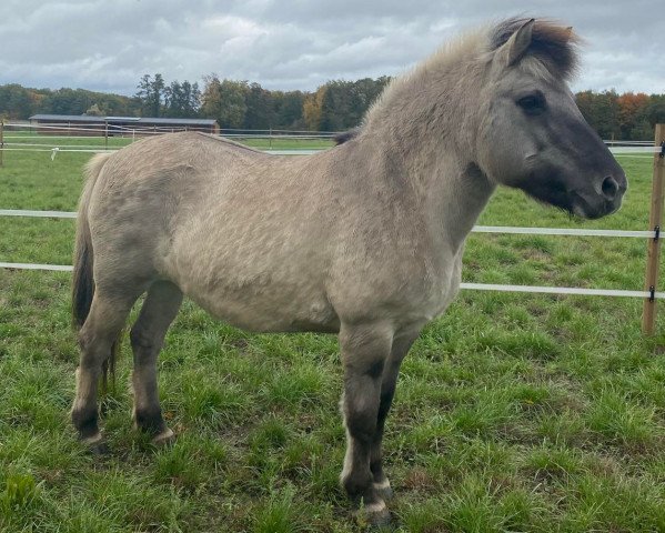 Pferd Bettie von Dreilinden (Fjordpferd, 2005, von Grande)