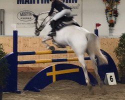 jumper Kornett 103 (German Sport Horse, 2004, from Kolibri 2705)