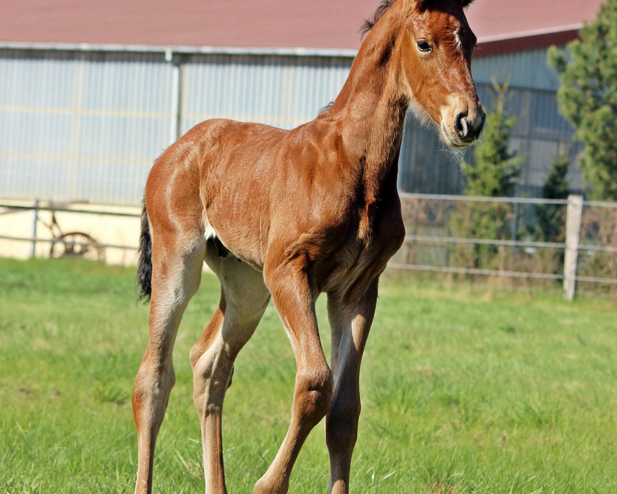 Springpferd Vaduz B (Deutsches Sportpferd, 2013, von Vulkano FRH)