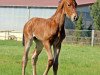 jumper Vaduz B (German Sport Horse, 2013, from Vulkano 10)