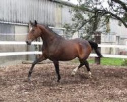 broodmare Up to Date du Perchet CH (Swiss Warmblood, 1997, from Ulysse de Thurin)