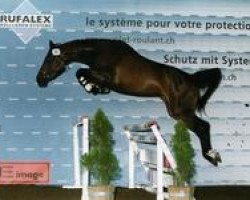 Zuchtstute Romulée du Perchet (Schweizer Warmblut, 2001, von Ragazzo)