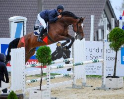 jumper Lupin du Perchet CH (Swiss Warmblood, 2007, from Lupicor)