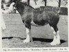 broodmare Blackhall Cherry Blossom (Clydesdale, 1962, from Balwill Print)