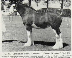 Zuchtstute Blackhall Cherry Blossom (Clydesdale, 1962, von Balwill Print)