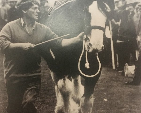 Deckhengst Eskechraggan Perfection (Clydesdale, 1986, von Doura Magnificent)