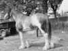 Deckhengst Emminent (Clydesdale, 1953, von Tarraby Viceroy)