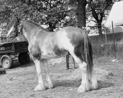 stallion Emminent (Clydesdale, 1953, from Tarraby Viceroy)