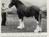 stallion Dunsyre Footprint (Clydesdale, 1949, from Balgreen Final Command)