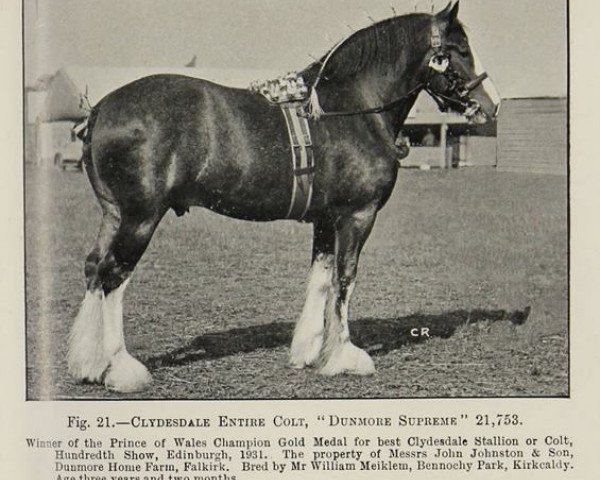 stallion Dunmore Supreme (Clydesdale, 1928, from Woodbank Majestic)