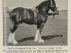 stallion Dunmore Supreme (Clydesdale, 1928, from Woodbank Majestic)