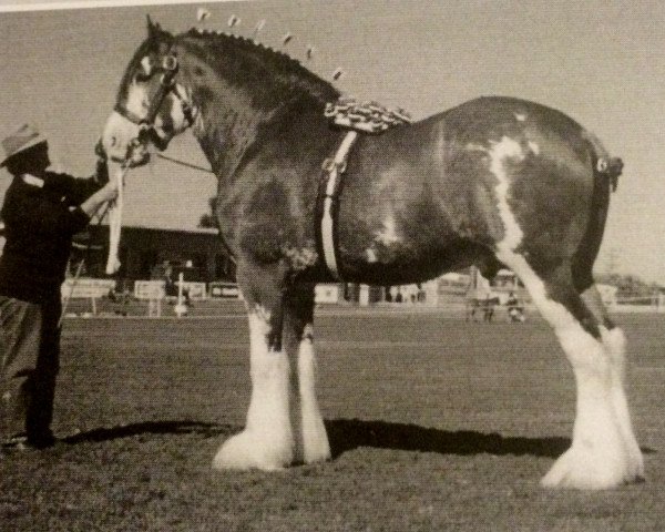 Deckhengst Dillars Benedictine (Clydesdale, 1989, von Ayton Perfection)