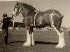 Deckhengst Dillars Benedictine (Clydesdale, 1989, von Ayton Perfection)